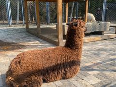 -长白岛森林公园