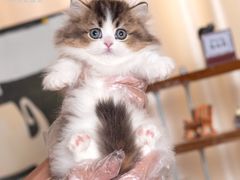-小猫来了·猫舍(红山六九七九店)