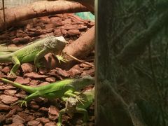 -广州长隆飞鸟乐园