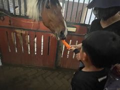 -上林马术中央公园·户外露营·团建·骑乘