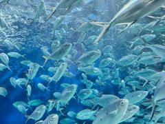 -上海海洋水族馆