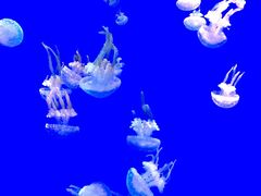 -瑞普利水族馆