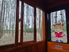 -合肥滨湖国家森林公园