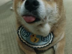 -逗柴咖啡屋·狗咖猫咖宠物桌游