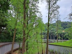 -银湖山郊野公园-相思林