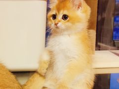 -十年猫舍·猫咪专门店(普陀店)
