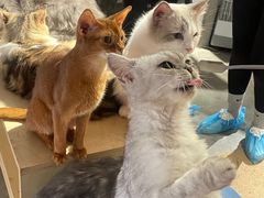 -more than meow吴止猫主题餐厅(承德 中船汇店)