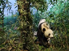 -陕西自然博物馆