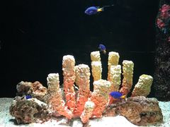 -暹罗海洋世界