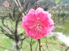 -南国桃园旅游度假区