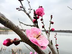 -上海海湾国家森林公园
