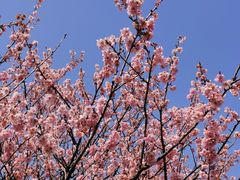 -上海辰山植物园