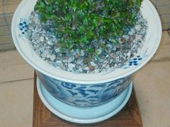 -彩虹桥宠物火化殡葬善终服务(金乐大厦店)