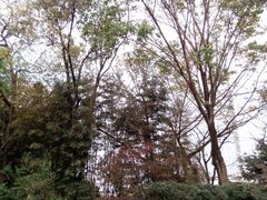 -望江楼公园
