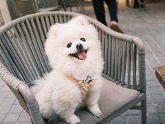 -爱侣宠医·鹦鹉专科·小型哺乳类·异宠专科(灵石路店)