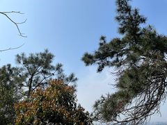 -树山生态村