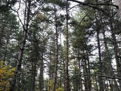 -帽儿山国家森林公园