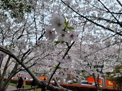 -高东镇樱花园
