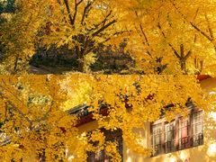 -遵化市禅林寺古银杏风景园