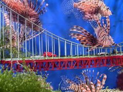 -太平洋海底世界