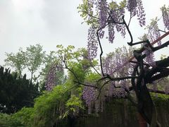 -嘉定紫藤园