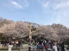 -武汉大学-樱园