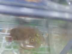 -万商花鸟市场