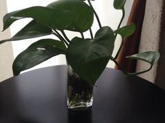 -上海怡沁园度假酒店