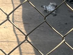 -横道河子东北虎林园