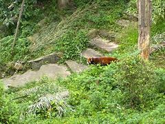 -都江堰中华大熊猫苑
