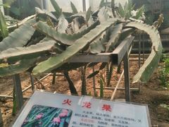 -兰陵国家农业公园