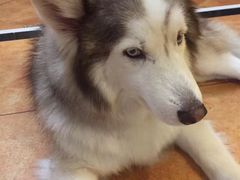 -more than meow吴止猫主题餐厅(承德 中船汇店)