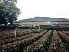-听风阁农家私房菜茶楼(龙坞店)