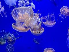 -江和美海洋公园