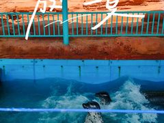 -大连圣亚海洋世界