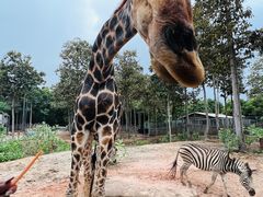 -清迈夜间动物园