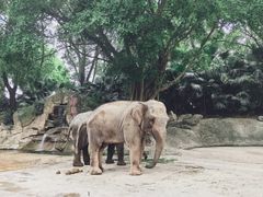 -深圳野生动物园