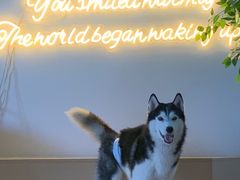 -Husky Go! 哈士奇体验馆·宠物咖啡厅狗咖