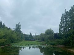 -黄海国家森林公园