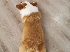 -浣熊柯尔鸭土拨鼠·电玩咖