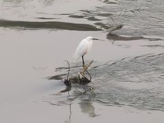 -九眼桥码头旧址