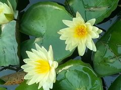 -上海市龙华烈士陵园