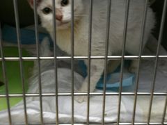 -瑞派·关忠动物医院·异宠专科·犬猫肿瘤·皮肤专科(望京店)