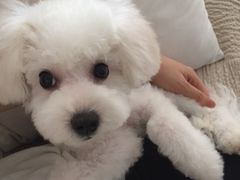 -多卡布奇宠物生活馆(上林世家店)