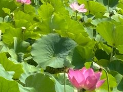 -西青郊野公园