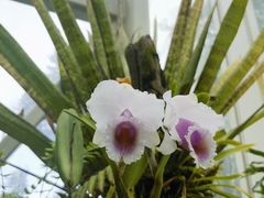 -新加坡植物园