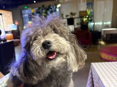 -百好乐宠物友好餐厅(朝外大街店)