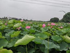 -梁鸿国家湿地公园