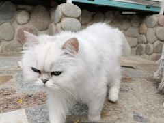 -喵屿·大理花园猫咖