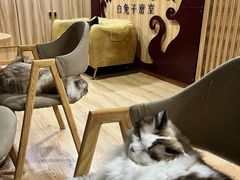 -白兔子密室(长寿路店)
